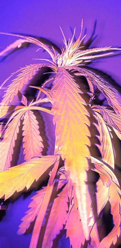 Voicemod profile picture for @weed